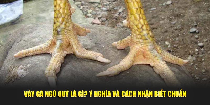Vảy Gà Ngũ Quỷ